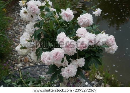 Beautiful Bouquet Of Large Peony Flowers In The Spring Garden. Light Pink Paeonia Lactiflora.