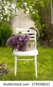 A beautiful bouquet of lilacs in a wicker basket of vines on a white antique chair on the green lawn in the spring garden. Beautiful postcard for printing. The concept of spring and holiday.