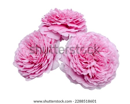 Beautiful bouquet of pale pink roses isolated on white background. Detail for creating a collage