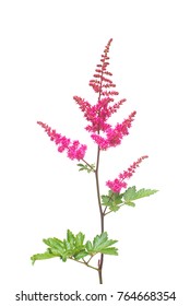 Beautiful Bouquet Pink Astilbe Flowers Isolated Stock Photo 764668354 ...