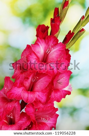 beautiful bouquet of pink gladioluses, on green background