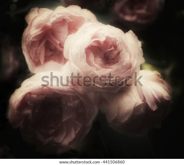 rosa