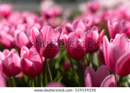 Beautiful bouquet of pink tulips, colorful spring flowers. Floral background
