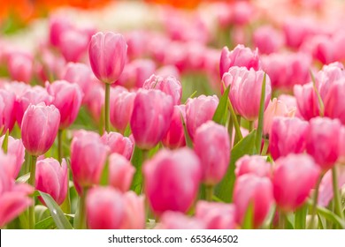 Beautiful Bouquet Of Pink Tulips Flower Field