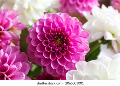 Beautiful Bouquet Of Pink And White Pompom Dahlias Close-up. Floral Background