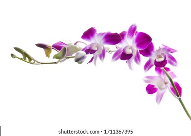 Beautiful Bouquet Of Purple Orchid Flowers. Bunch Of Luxury Tropical Magenta Orchids - Dendrobium - Isolated On White Background. Studio Shot.