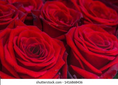 Full Screen Rose High Res Stock Images Shutterstock