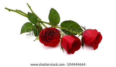 beautiful bouquet of red rose flowers isolated on white background