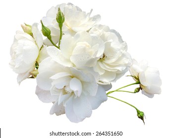 Beautiful Bouquet Of Roses With Rain Drops Isolated On White Background. Overhead View.