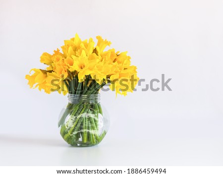 Beautiful bouquet of spring yellow narcisus flowers in glass transparent vase. Floral composition or daffodils on white background.