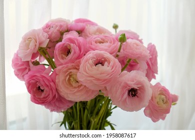 Beautiful bouquet of tender pink ranunculus flowers in natural light. Fully open blossoms and green buds of persian buttercups on a windowsill over white curtains background. Close up, copy space.
