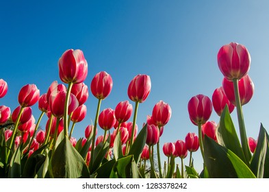 Beautiful bouquet of tulips. Colorful tulips.Tulips in the field