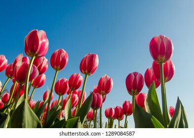 Beautiful bouquet of tulips. Colorful tulips.Tulips in the field