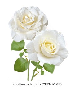 bonito ramo rosas blancas