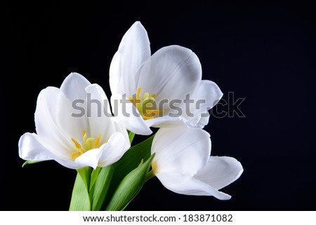Beautiful bouquet of white tulips isolated on black