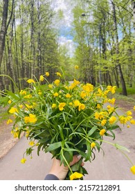 Beautiful bouquet of yellow buttercups flowers. Ranunculus acris - meadow buttercup, tall buttercup, common buttercup, giant buttercup.