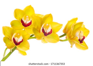 Beautiful bouquet of yellow orchid flowers. Bunch of luxury tropical yellow-pink orchids - phalaenopsis - isolated on white background. Studio shot.