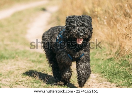Beautiful Bouvier des Flandres funny running outdoor in countryside road in autumn day. Funny Bouvier des Flandres herding dog breed running in countryside road.