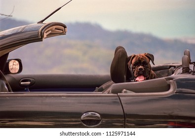 Beautiful Boxer Dog In A Convertible Car