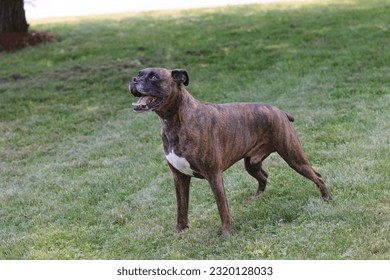beautiful boxer dog happy to play outside