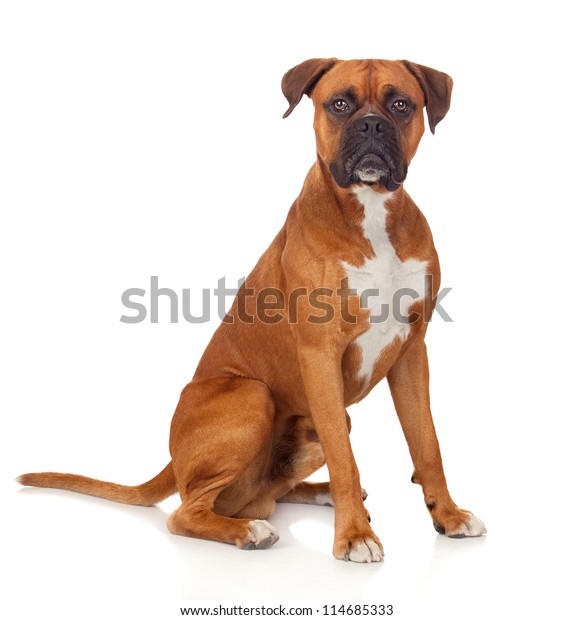 Beautiful Boxer\
dog isolated on white\
background