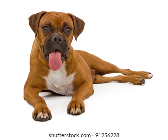 A Beautiful Boxer Dog Laying On A White Backdrop With Tongue Out.