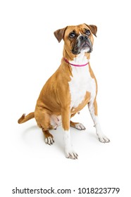 Sad Dog Tawny Pitbull Isolated On Stock Photo (Edit Now) 1061434496 ...