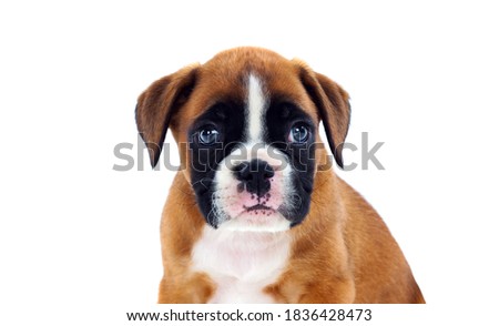 Beautiful boxer puppy with blue eyes looking at camera isolated on a white background