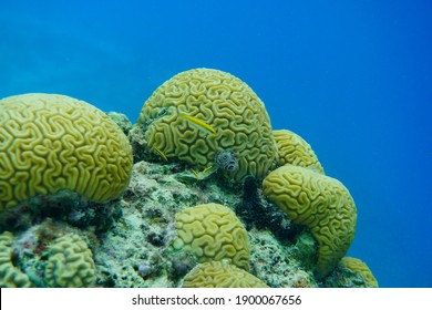 Beautiful Brain Coral In The Caribbean Tropical Waters Of Curacao. Underwater Photography, Scuba Diving