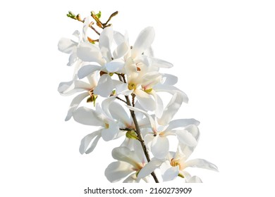 Beautiful Branch Of Blooming Magnolia Tree Isolated On White