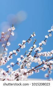 Beautiful branch of blossom apricot on the blue sky background. Spring mood. Nature concept. - Shutterstock ID 1015208023
