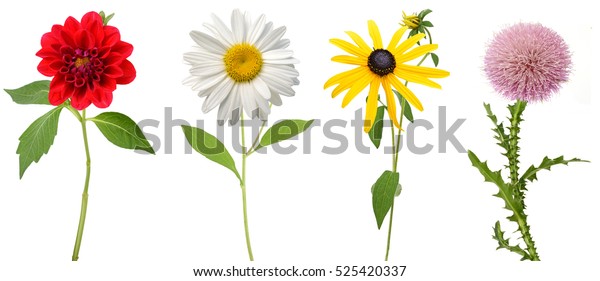 531,313 Flower Stem Isolated Stock Photos, Images & Photography ...