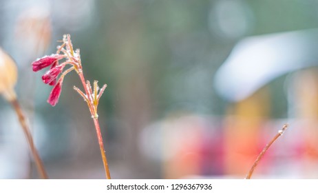 Beautiful Branch With Orange And Yellow Flowers In  Winter Under The Snow. First Snow, Snow Flakes Fall, Gentle Blurred Romantic Light White Background