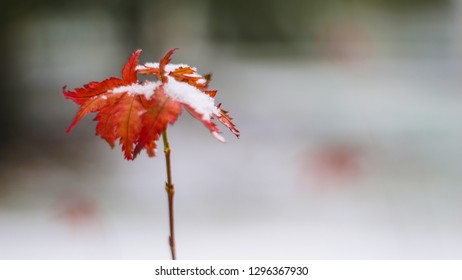 Beautiful Branch With Orange And Yellow Leaves In  Winter Under The Snow. First Snow, Snow Flakes Fall, Gentle Blurred Romantic Light White Background