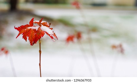 Beautiful Branch With Orange And Yellow Leaves In  Winter Under The Snow. First Snow, Snow Flakes Fall, Gentle Blurred Romantic Light White Background