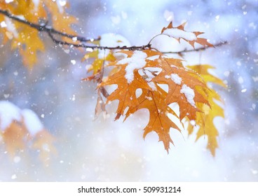 Beautiful branch with orange and yellow leaves in late fall or early winter under the snow. First snow, snow flakes fall, gentle blurred romantic light blue background, close-up - Powered by Shutterstock