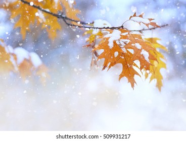 Beautiful branch with orange and yellow leaves in late fall or early winter under the snow. First snow, snow flakes fall, gentle blurred romantic light blue background for design