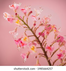 イラスト ピンク花 おしゃれ の写真素材 画像 写真 Shutterstock