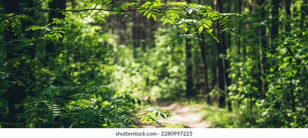 Beautiful branch with vivid green leaves on sunny bokeh background of greenery. Scenic forest view with lush vegetation in sunlight. Rich flora of dense forest in sunshine. Picturesque summer scenery.