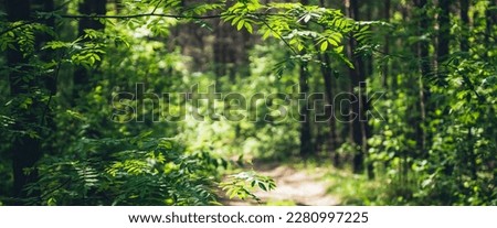 Beautiful branch with vivid green leaves on sunny bokeh background of greenery. Scenic forest view with lush vegetation in sunlight. Rich flora of dense forest in sunshine. Picturesque summer scenery.