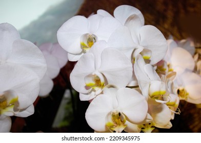 Beautiful Branch White Orchid Close Up