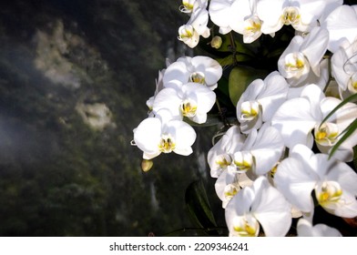 Beautiful Branch White Orchid Close Up