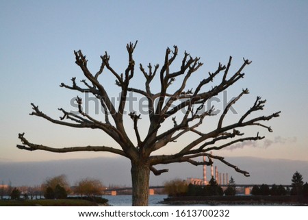 beautiful branchy tree with a large crown on the background of the plant Foto d'archivio © 