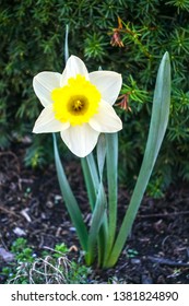 Beautiful, Brave And Strong Narcissus Glorifies God