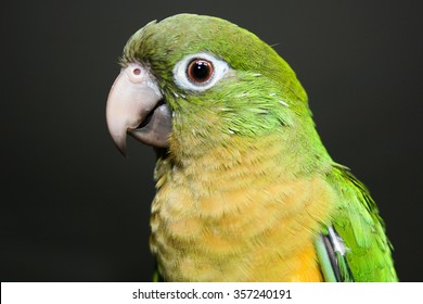 Beautiful Brazilian bird