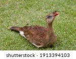 Beautiful Brazilian Bird called "Seriema" or cariama cristata.