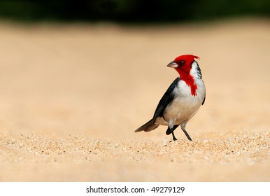 Beautiful Brazilian Cardinal bird looking far away
