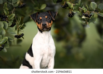 434 Brazilian Terrier Images, Stock Photos & Vectors | Shutterstock