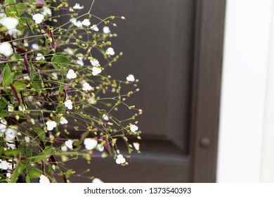 Bridal Veil Plant Images Stock Photos Vectors Shutterstock