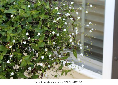 Beautiful Bridal Veil Plant